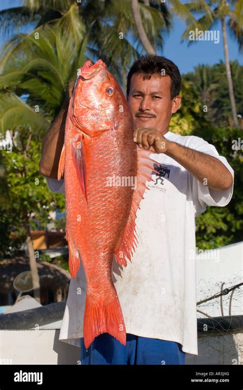 pargo fish|Red snapper .